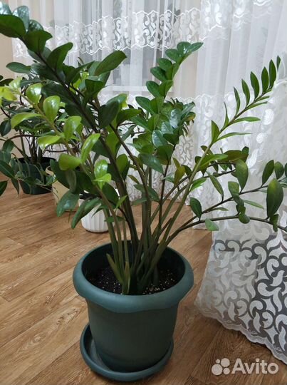 Замиокулькас