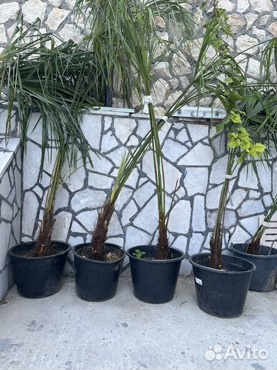 Пальма трахикарпус