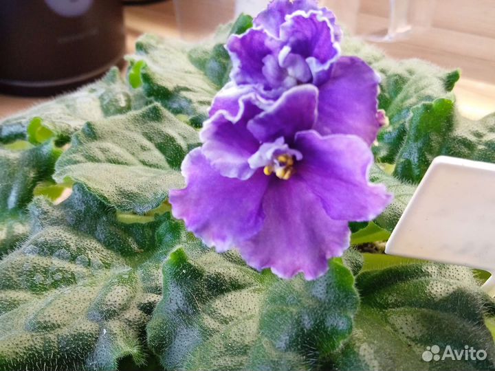 Фиалки сортовые