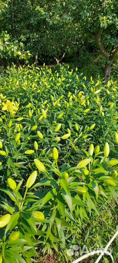 Луковицы лилий