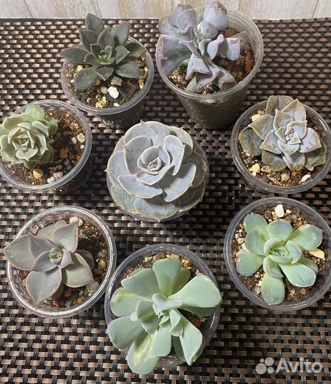 Детки суккулентов
