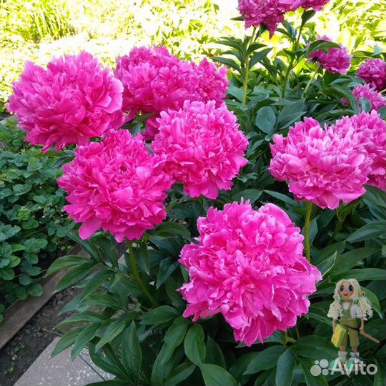 Пионы Цветы для сада