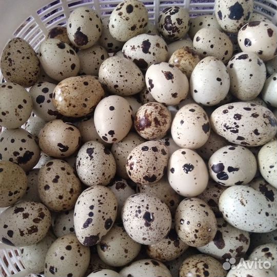 Инкубационное яйцо перепела