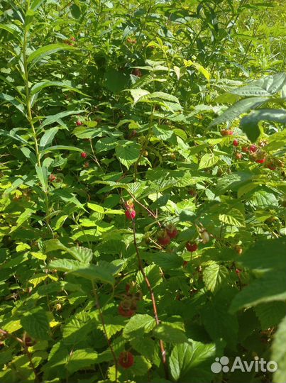Лесная малина