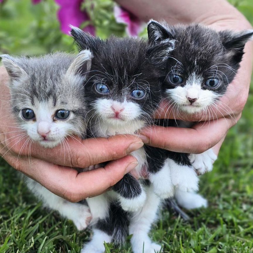 Котята мальчишки и девчонки ждут мам и пап 1,5 мес