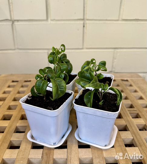 Малыши Фикуса Барок