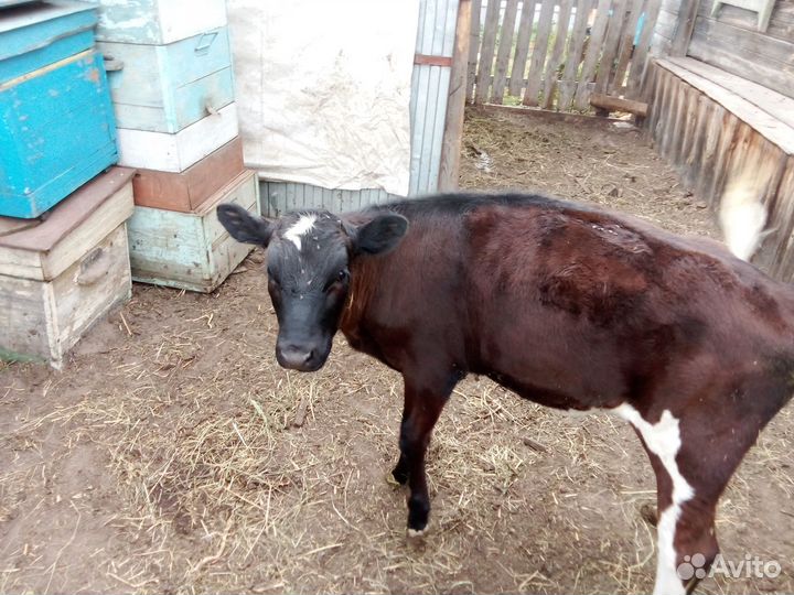 Продам двух тёлочек четырех месячные