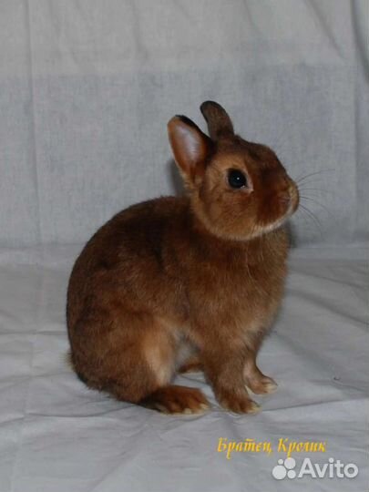 Породистый сатиновый Карликовый Кролик мажор