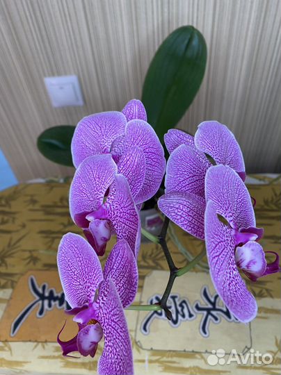 Орхидея фаленопсис
