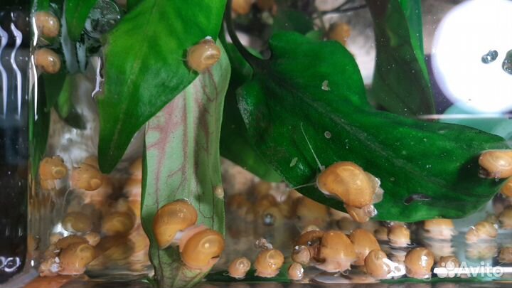 Улитки ампулярии