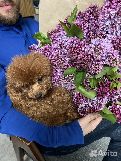 Вязка кобель пудель той Китай