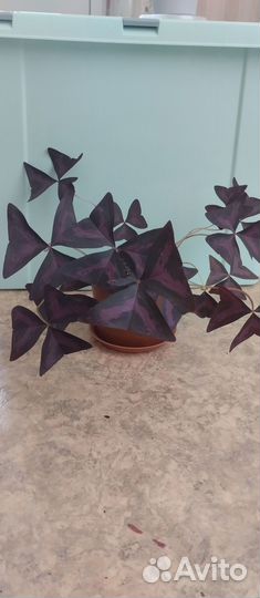 Кислица оксалис