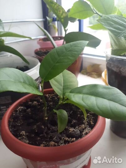 Лимон плодоносящий