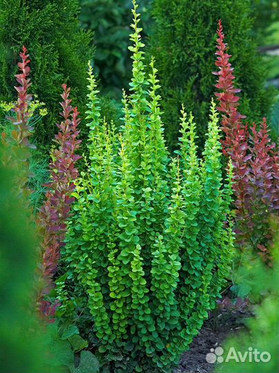 Декоративные растения