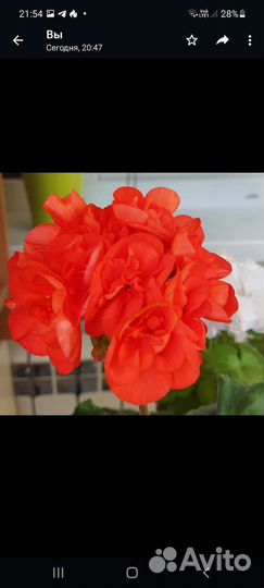 Герань пеларгония