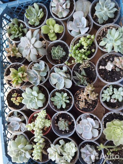 Суккуленты