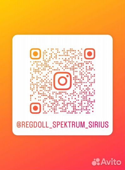 Регдолл котята