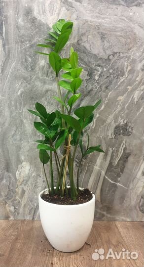 Помощь животным на передержке