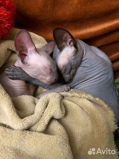 Канадский сфинкс вязка