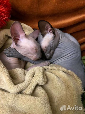 Канадский сфинкс вязка