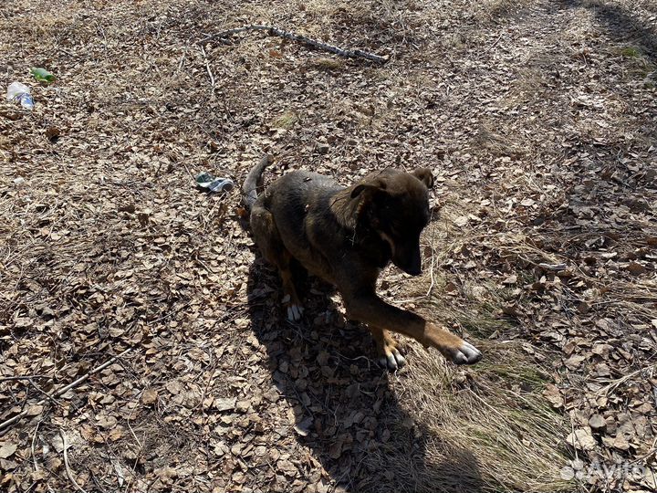 Собака в добрые руки девочка стерилизованная