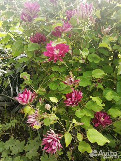 Клематис Ред стар