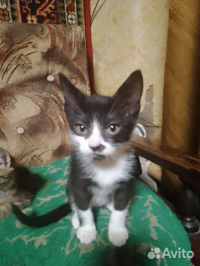 Домашние животные котята