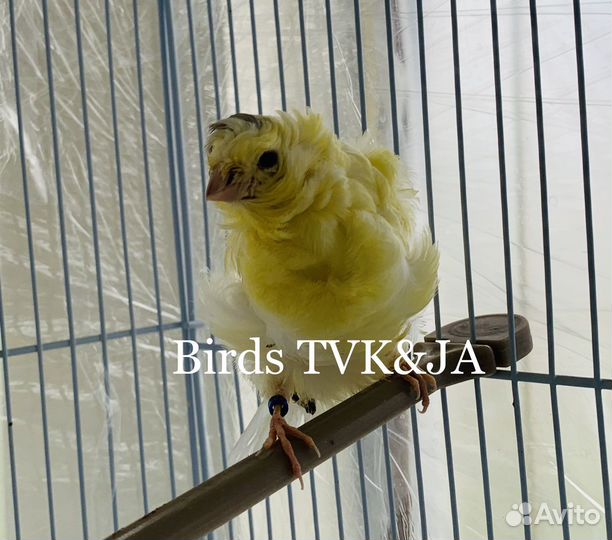 Кенара и канарейки парижский трубач