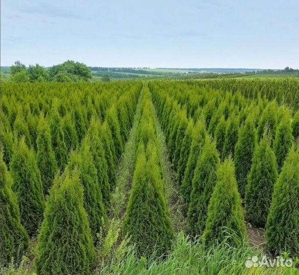Туя Смарагд. Хвоя. Ель, сосна. С доставкой