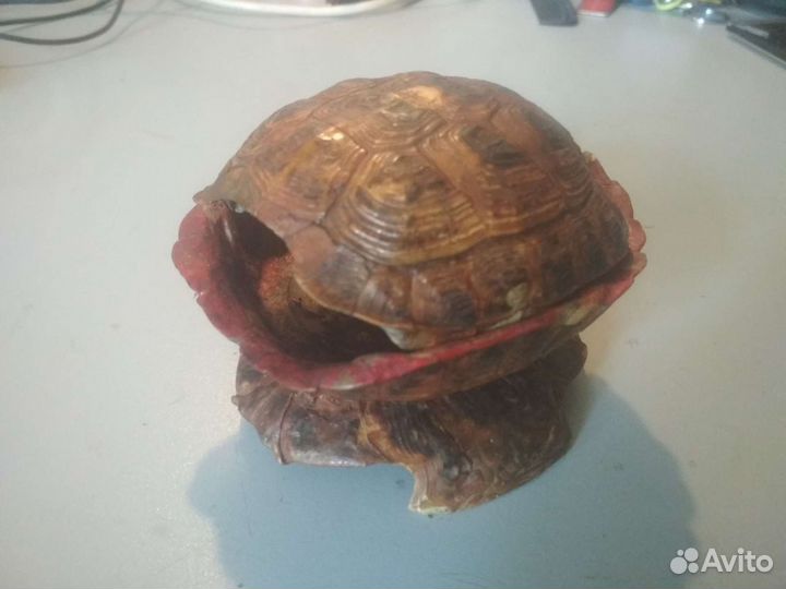 Пепельница из панциря черепахи