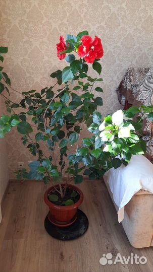 Гибискус большой