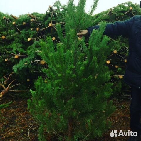 Живая ёлка, ель, доставка