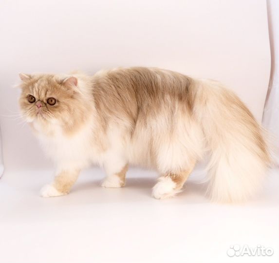 Персидский мальчик Гранд чемпион Wcf