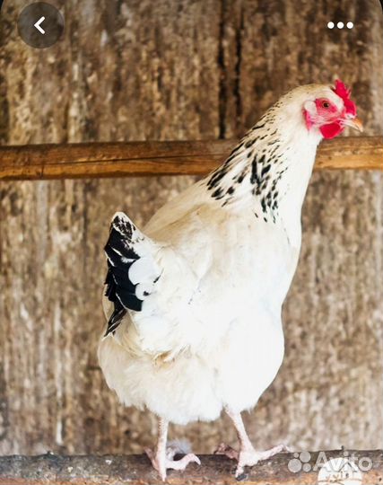 Куры несушки продам