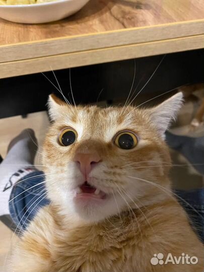 Кот для фотосессии