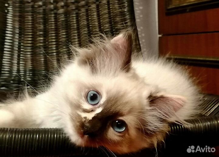 Котята рэгдолл от Чемпионов с документами WCF