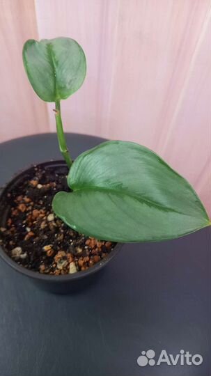 Эпипремнум хэппи лиф, сциндапсус мунлайт