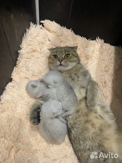 Продам вислоухих котят