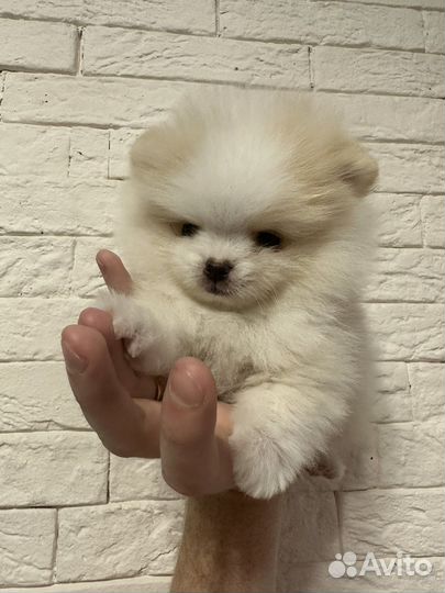 Померанский шпиц мишка