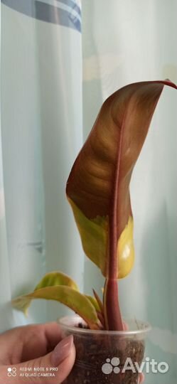 Филодендрон Тиссуэ, Сциндапсус Jade satin вар