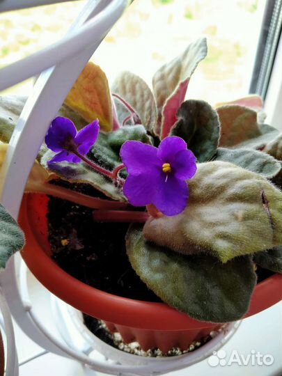 Фиалки цветущие в горшке