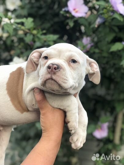 Американский булли мальчик