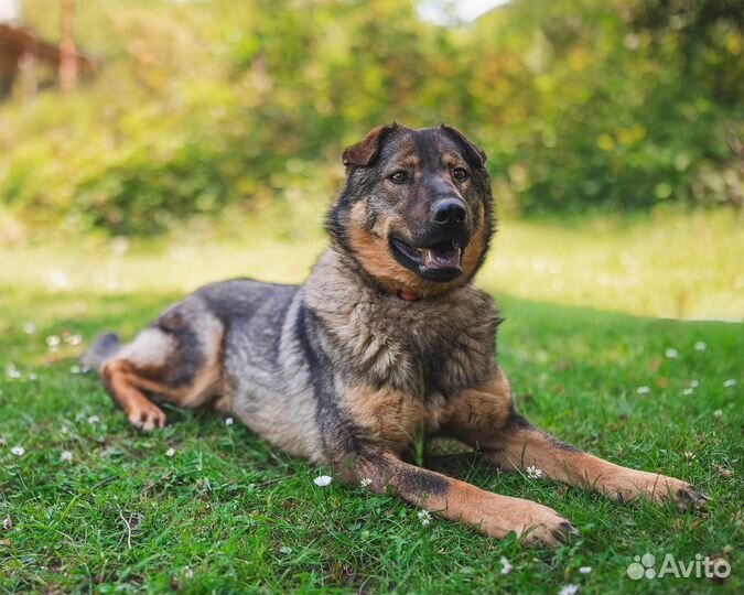 Одам в добрые руки