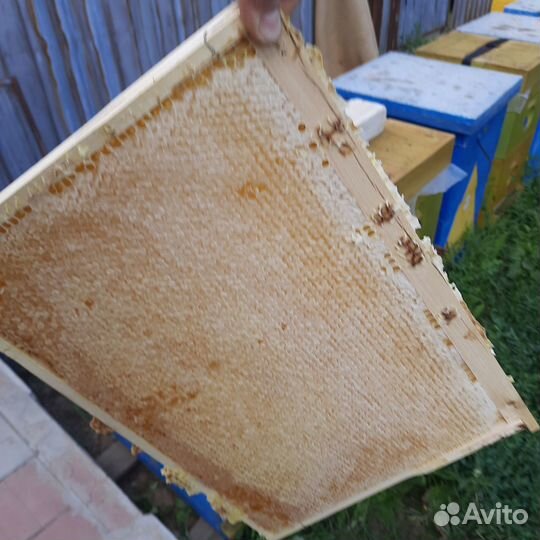 Мед белая акация 2024 года