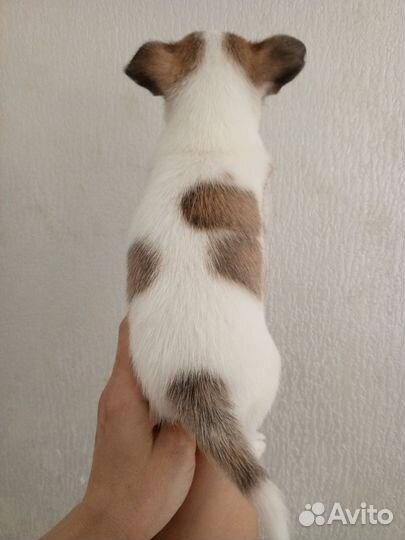 Чихуахуа мальчишки