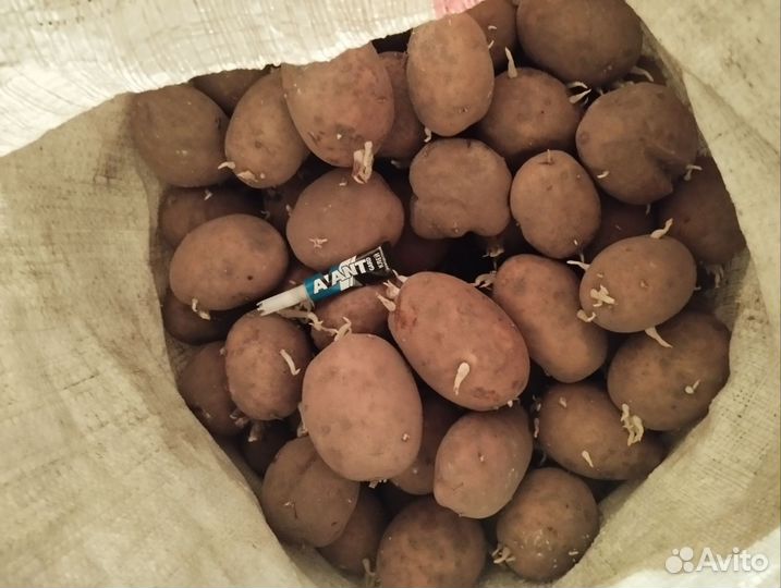 Продам картофель домашний