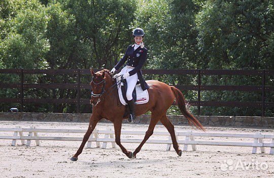 Лошадь в аренду