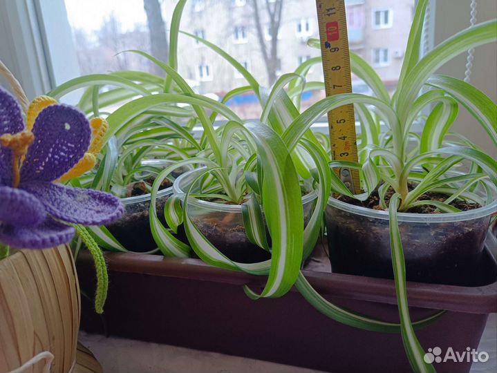 Хлорофитум кудрявый