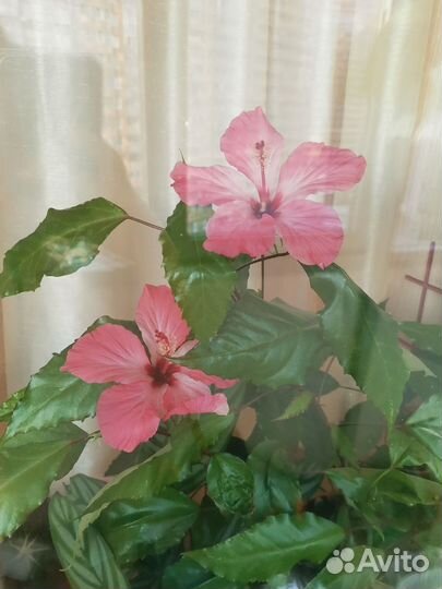 Гибискус Купера вариегатный китайская роза