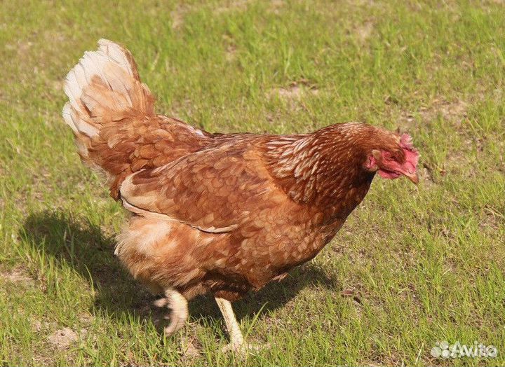 Куры Несушки с доставкой с доставкой